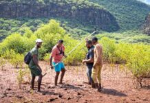 Djibouti : les scientifiques de l’ORREC révèlent la renaissance des mangroves de Godorya