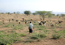 Les bioindicateurs, sentinelles discrètes des écosystèmes agro-pastoraux : Djibouti mise sur l’observation du vivant pour anticiper les crises environnementales