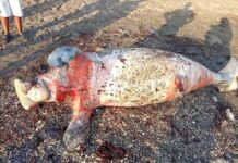 Un dugong retrouvé mort sur la plage de Boulaos