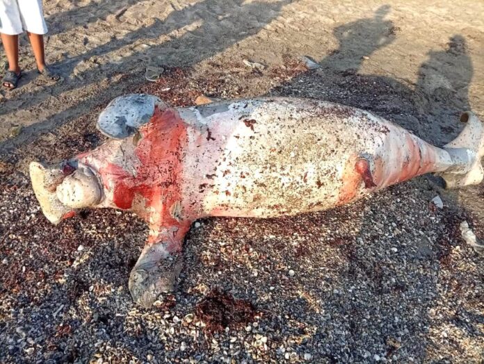 Un dugong retrouvé mort sur la plage de Boulaos